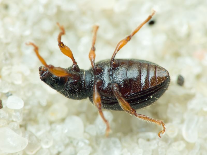 Barypeithes pellucidus (Boheman, 1843)